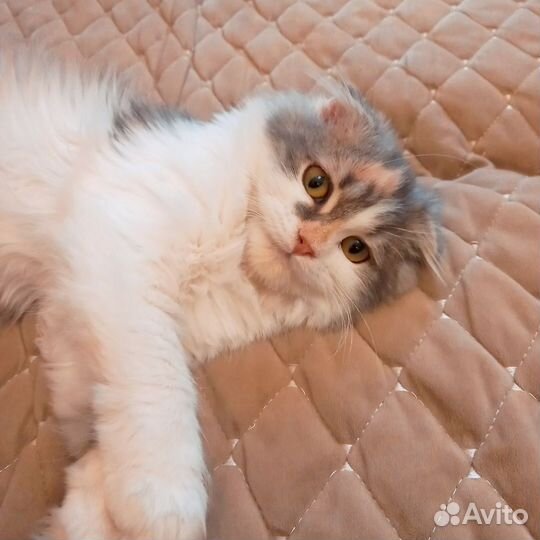 Молодая вислоушка ищет добрые ручки