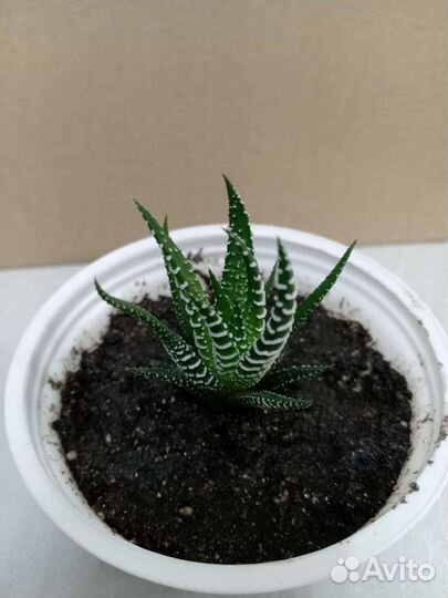 Суккуленты