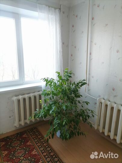 Фикус бенджамина