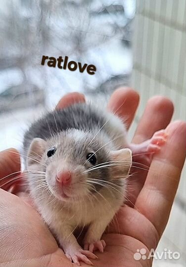 Крысята от ratlove