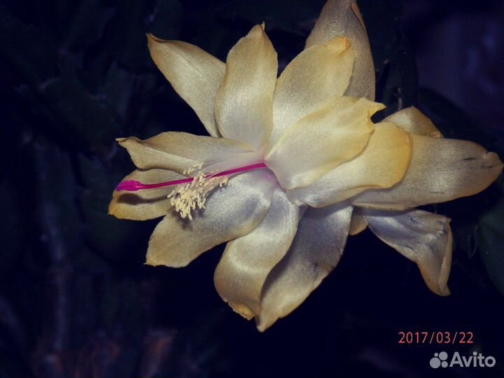 Цветы декабриста, шлюмбергера