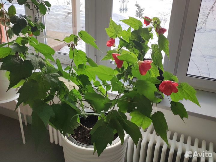 Клен комнатный абутилон