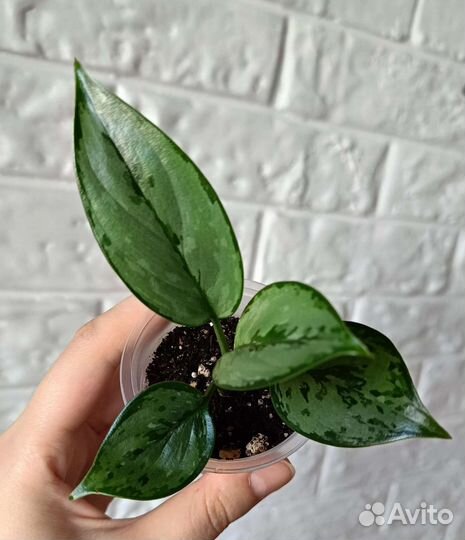 Хойя вайети триколор, Аглаонема Грин Леди