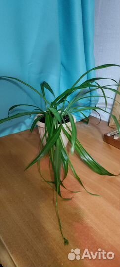 Хлорофитум