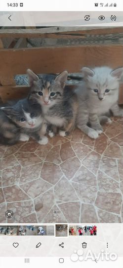 Кошка в дар