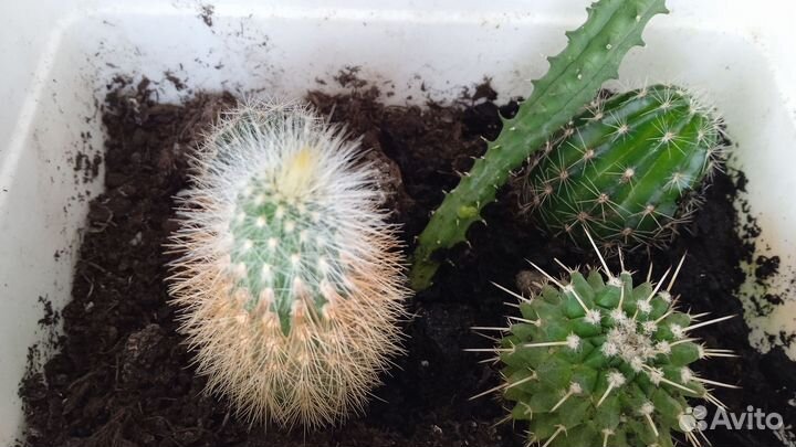Кактусы вместе с горшком