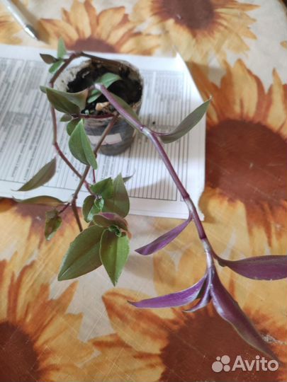 Сингониумы. филадендрон.герань ампельная и др