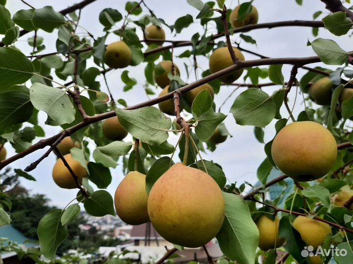 Саженцы плодовых, ягодных, декоративных культур