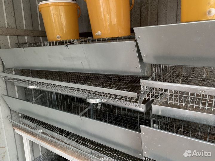 Клетки для перепелов б/у