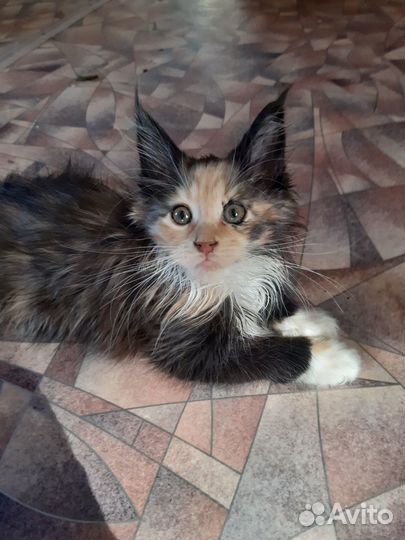 Котята мейн-кун