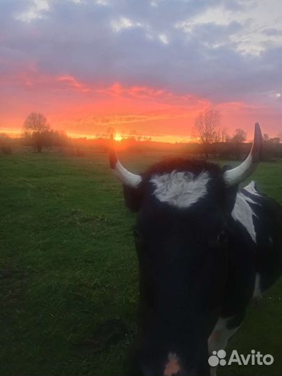 Корова Тёлки