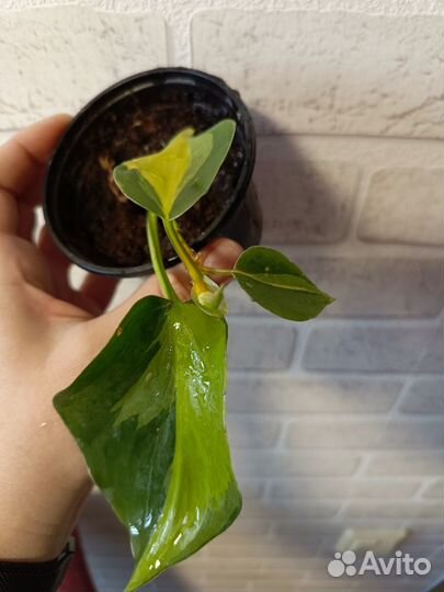 Филодендрон Бразилия