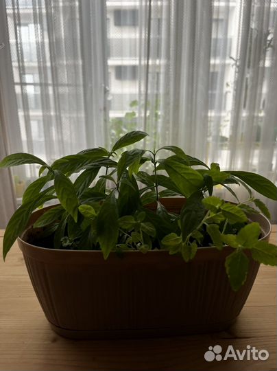 Комнатные растения - эписция, пахистахис, каланхоэ