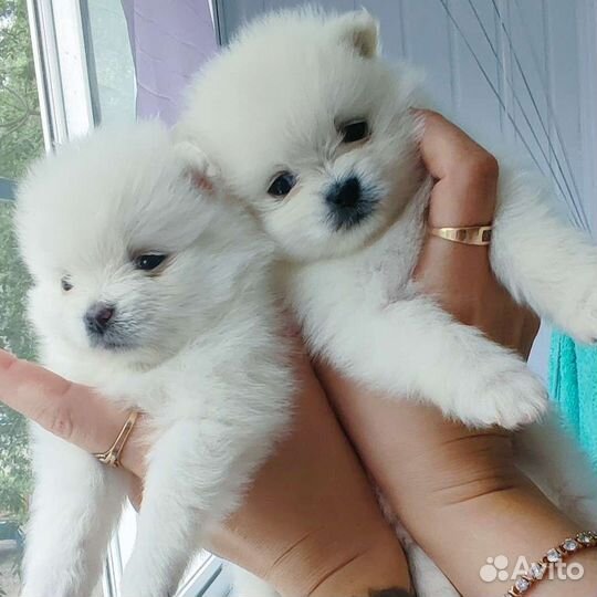 Шпиц девочки