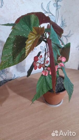 Королевская бегония