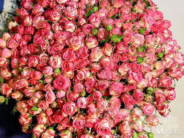 Кустовые розы с гарантией