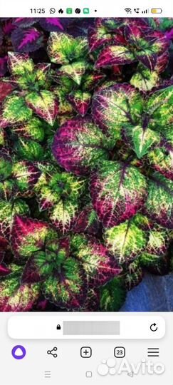 Аватар колеус