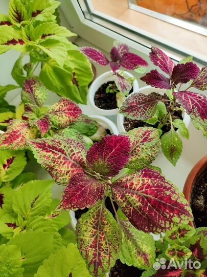 Комнатные растения