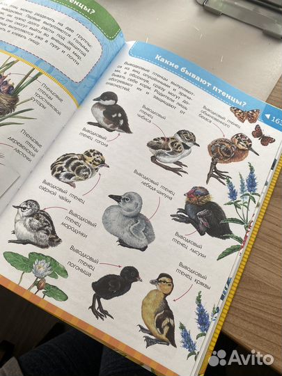 Большая энциклопедия начальной школы