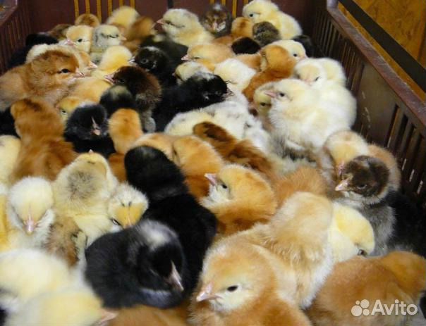 Продажа живой птицы