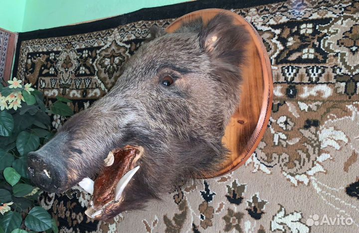 Чучела животных