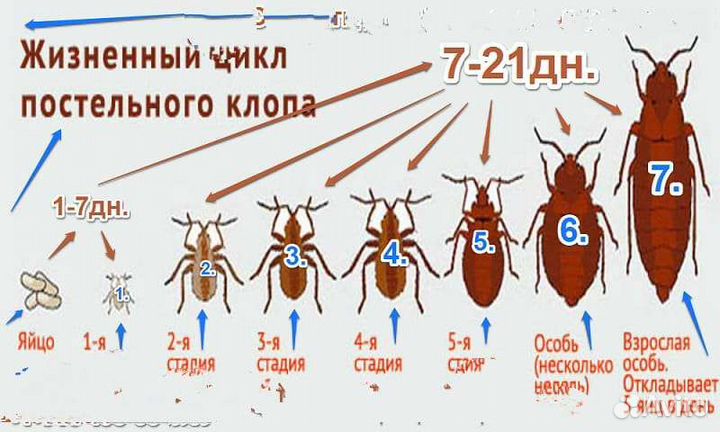 Уничтожение насекомых