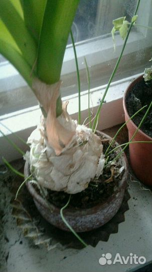 Лекарственный индийский лук с доставкой