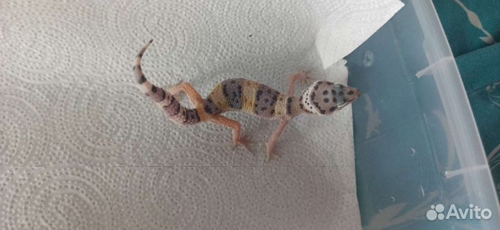 Геккон эублефар