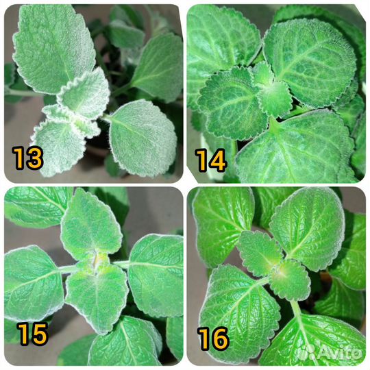 Плектрантус