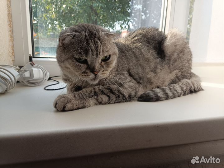 Шотландская кошка