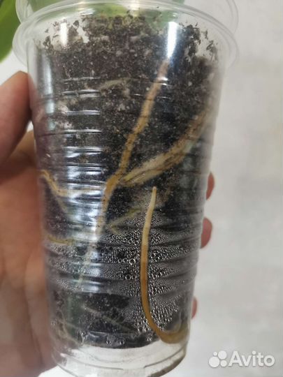 Филодендрон Naugahyde (Rugosum)