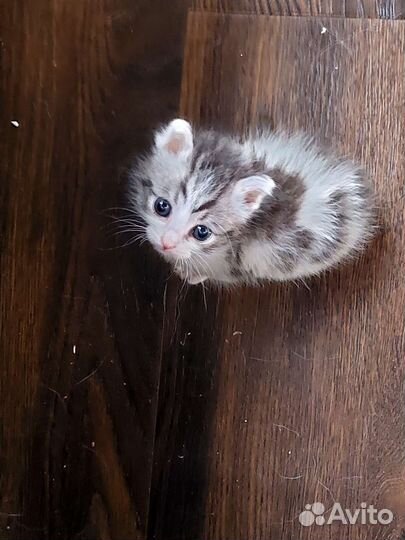 Котята в дар