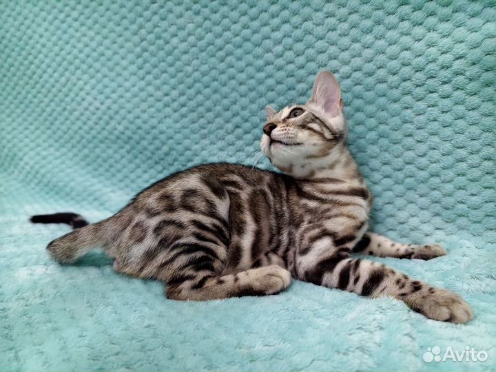 Бенгальский котенок