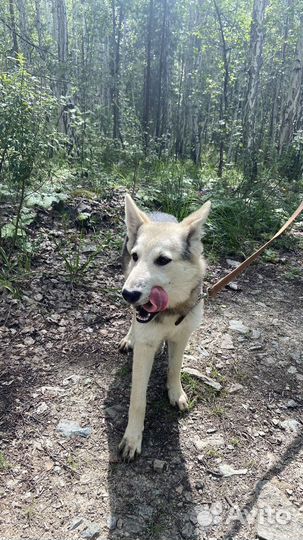 Бшо метис девочка