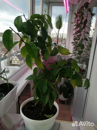 Мандариновое дерево