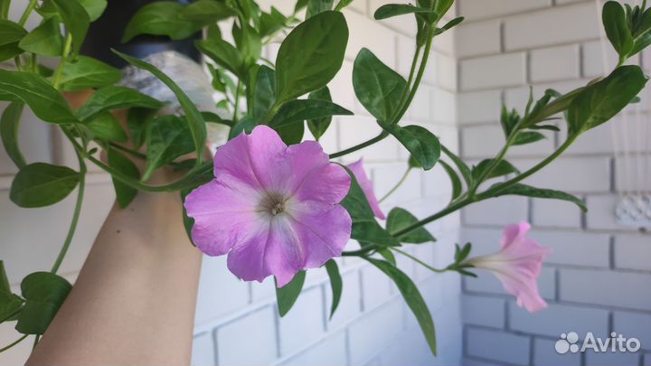 Петуния ампельная