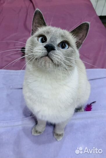 Панда ищет дом