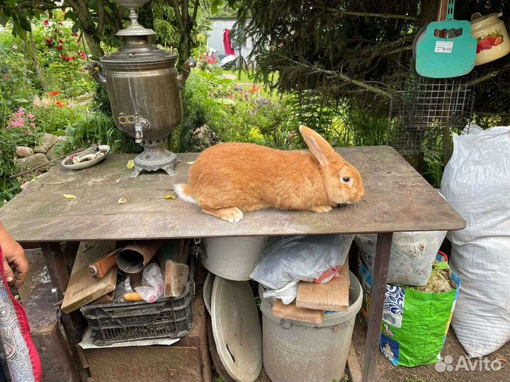 Кролик самец