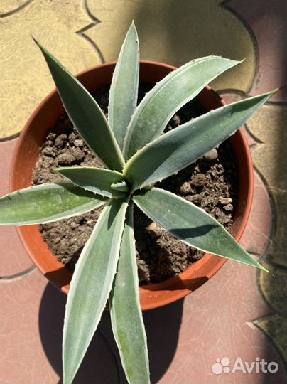 Агавы Ангустифолия