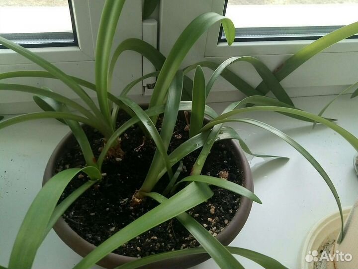 Гиппиаструм