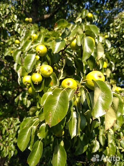 Груша Дулька