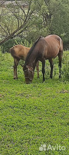 Лошадь жеребец