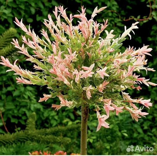 Ива хакуро нишики (японская ива hakuro-nishiki)