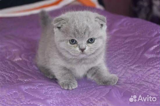Шотландские котята