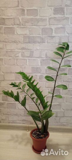 Замиокулькас