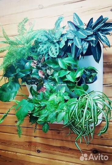 Растения для фитобокса