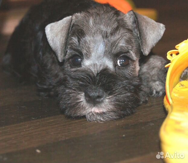 Красавица цвергуша