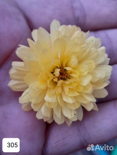 Хризантемы мультифлоры