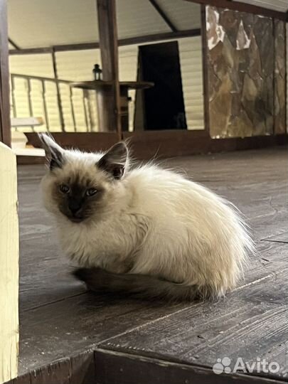 Котик или кошка