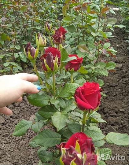 Роза Эксплорер